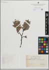 Foto von Salix glauca L.